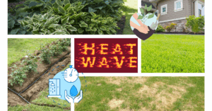 Tips for Protecting Your Lawn in Excessive Heat