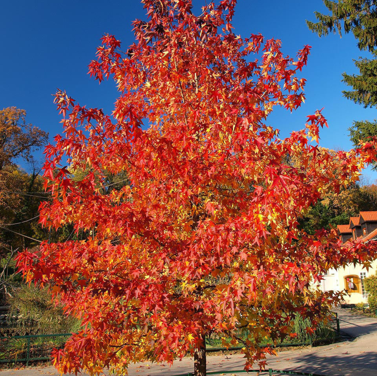 Red Maple