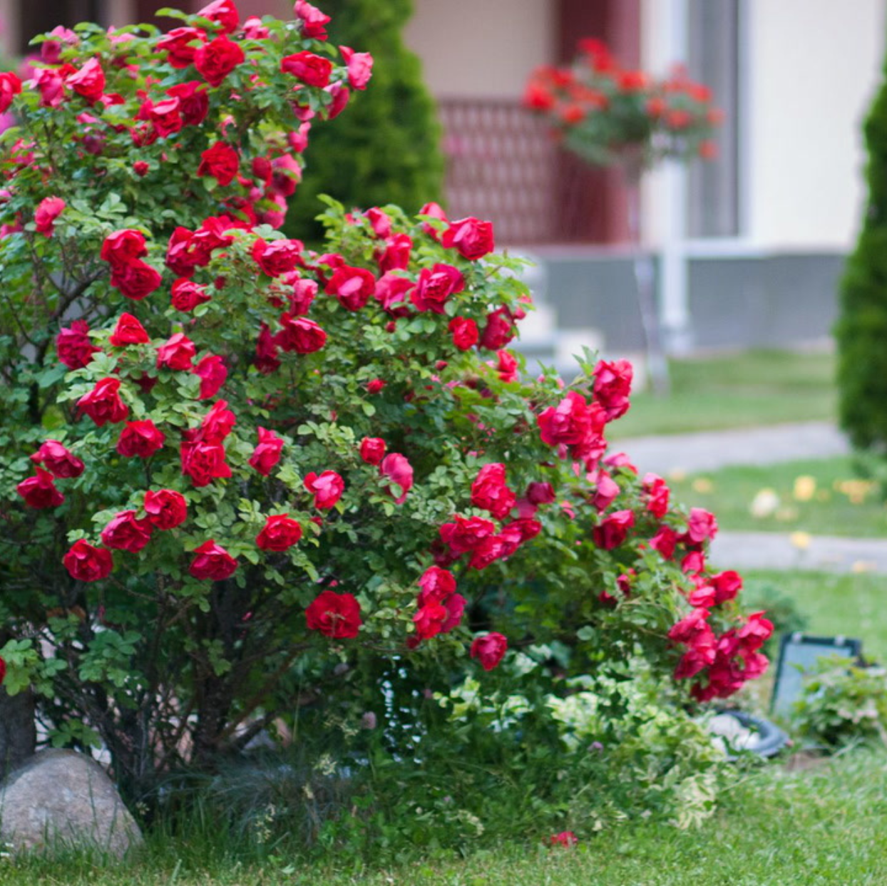 Shrub Rose