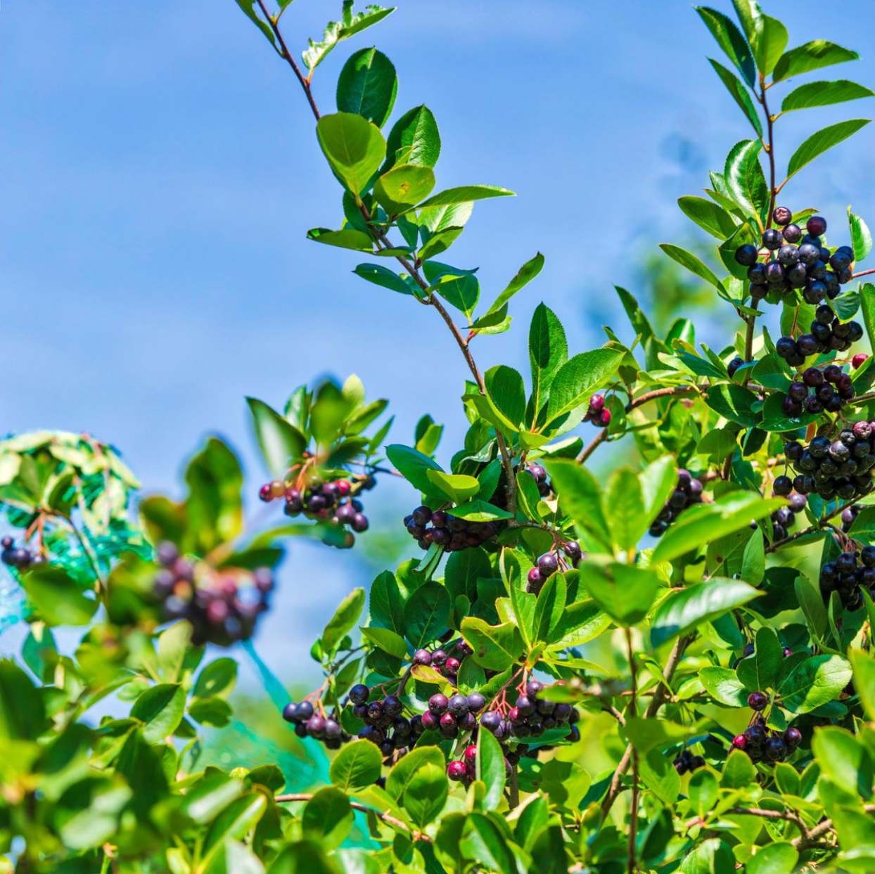 Chokeberry
