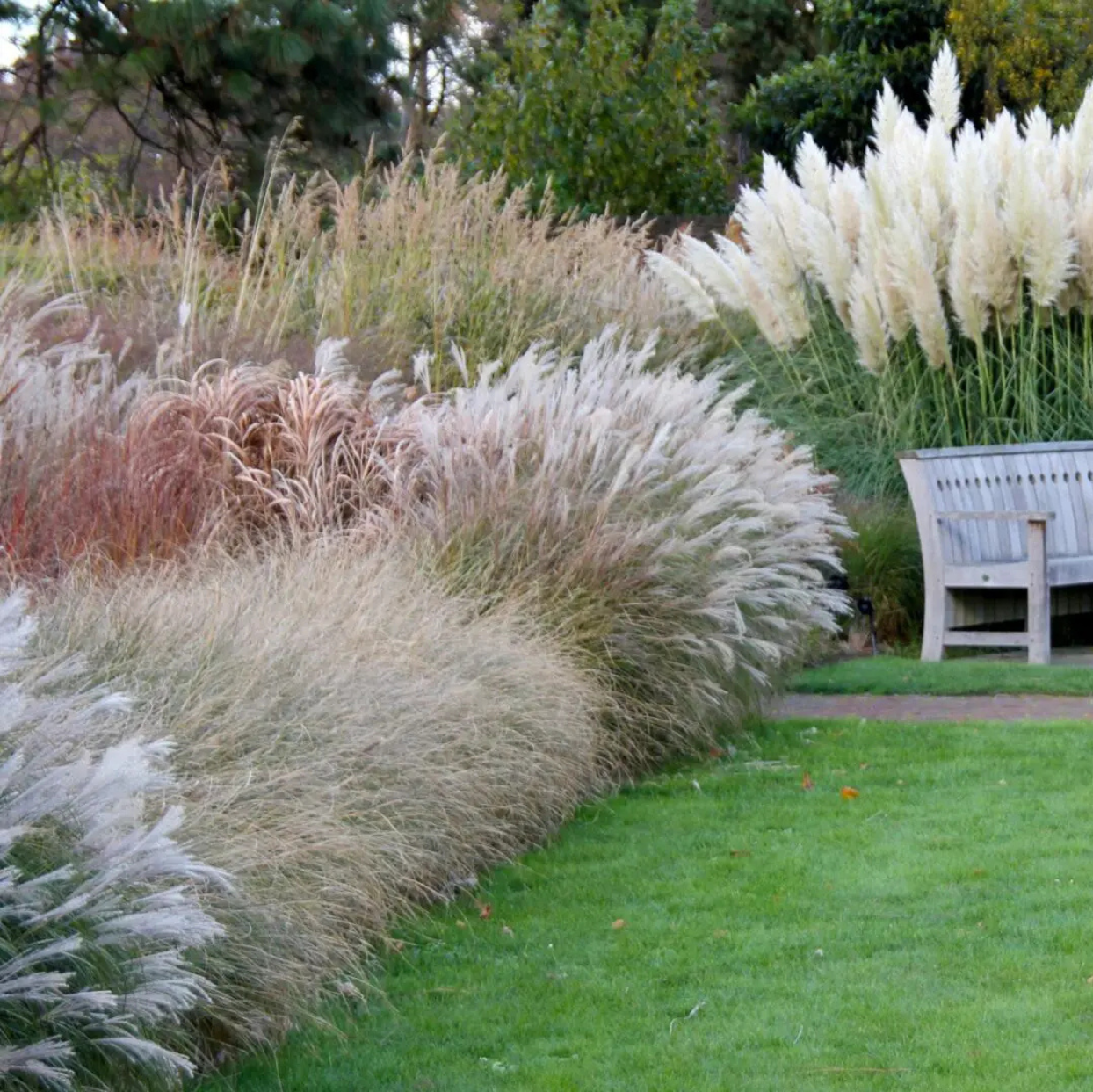 Ornamental Grasses