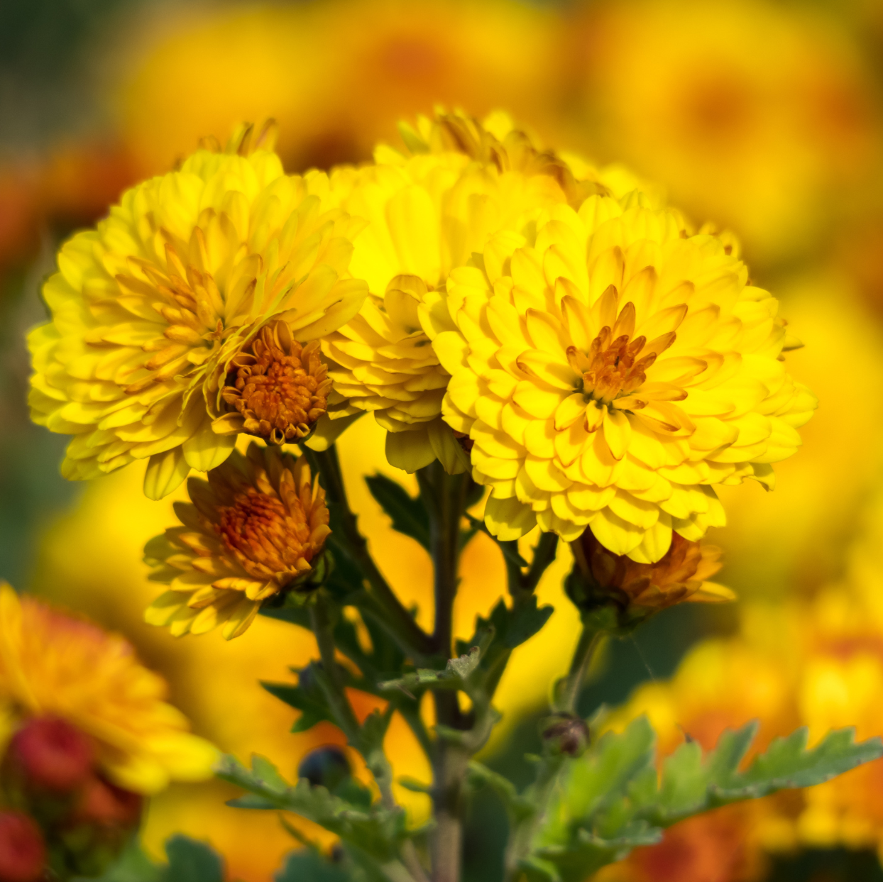 Chrysanthemums