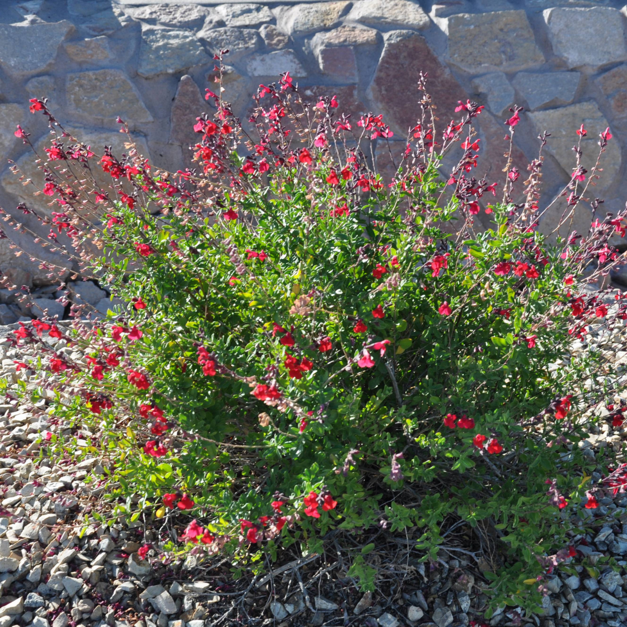 Autumn Sage