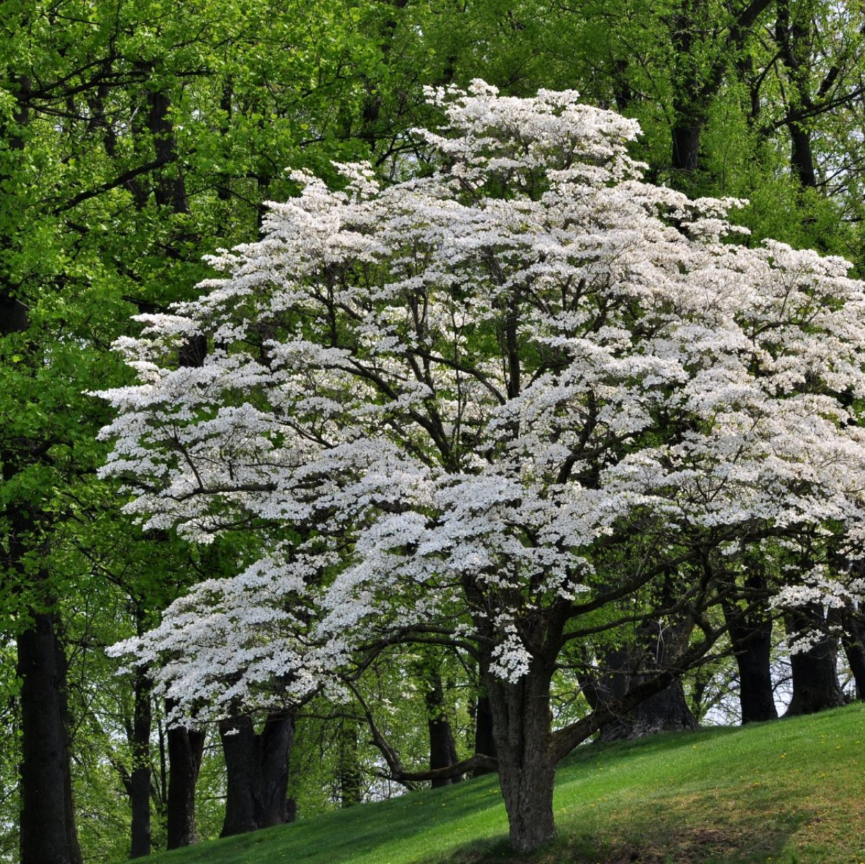 Flowering Dogwood