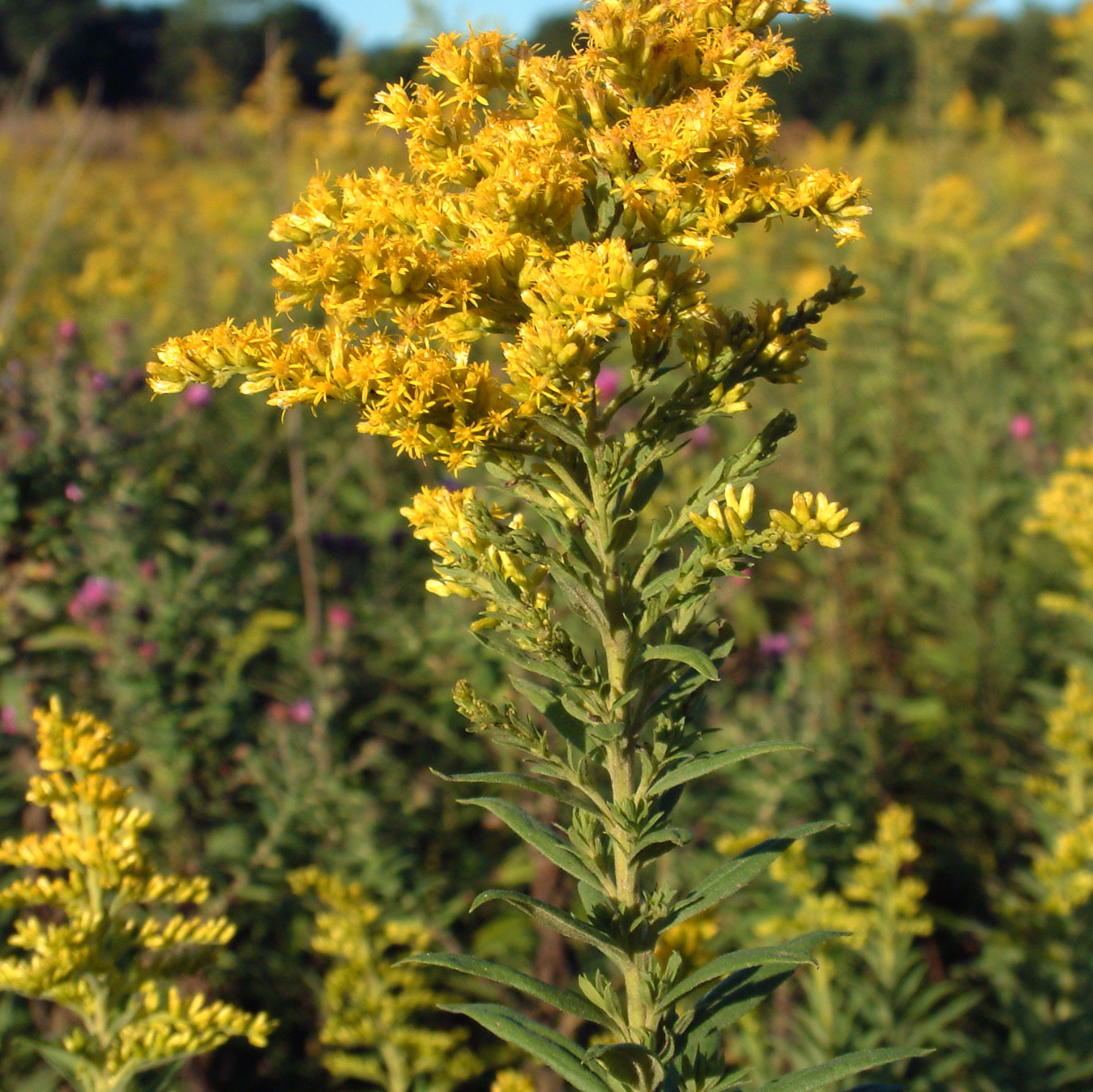 Goldenrod
