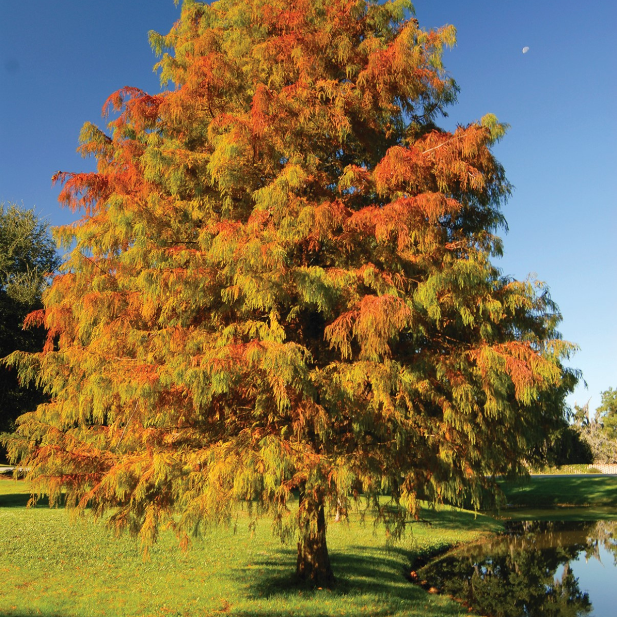 Bald Cypress