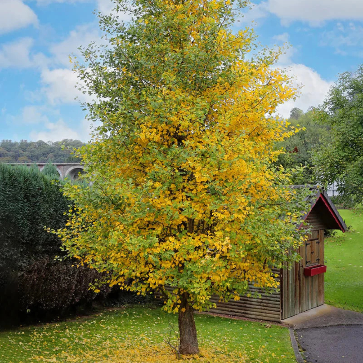 Ginkgo Biloba