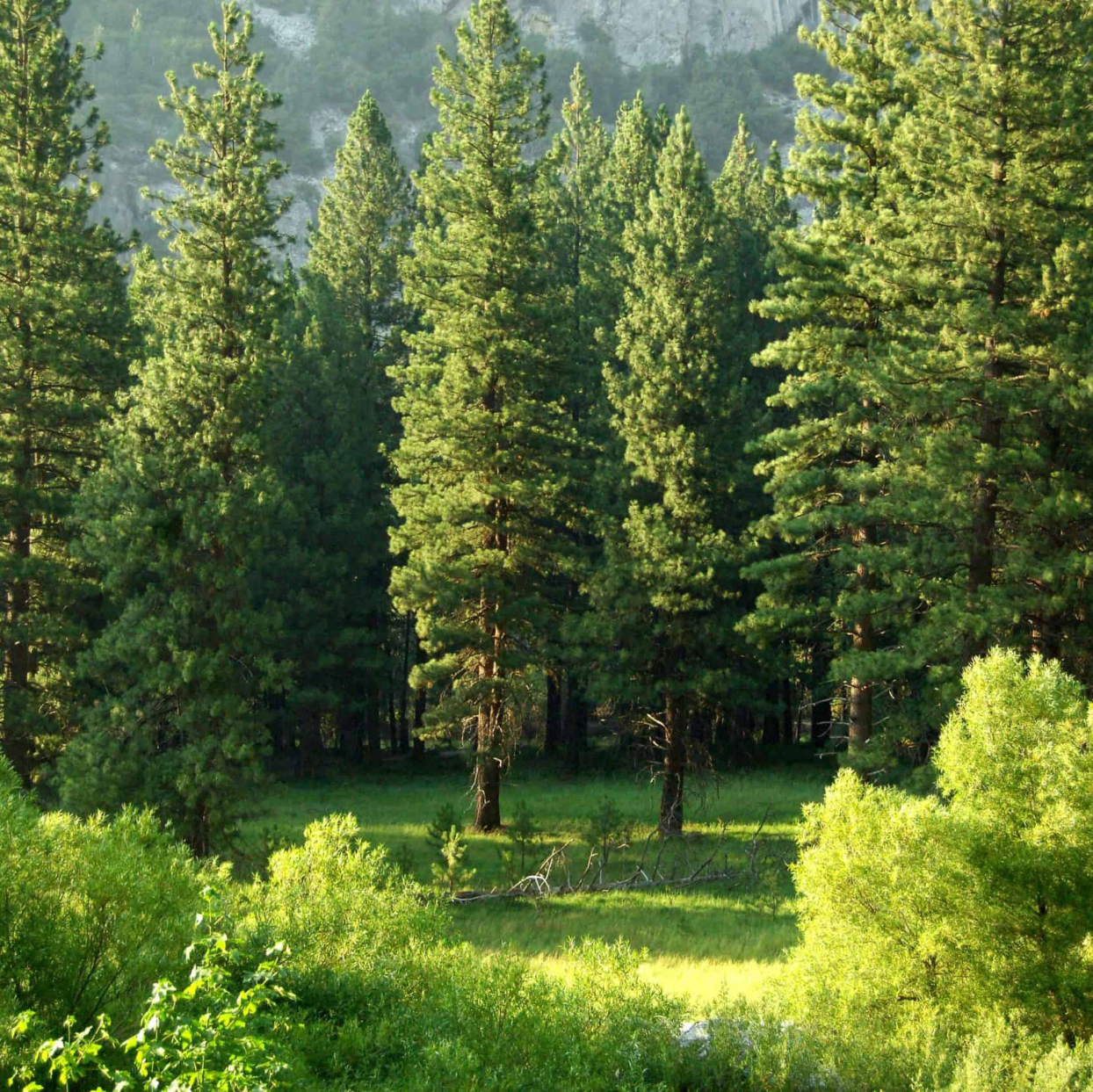 Pine