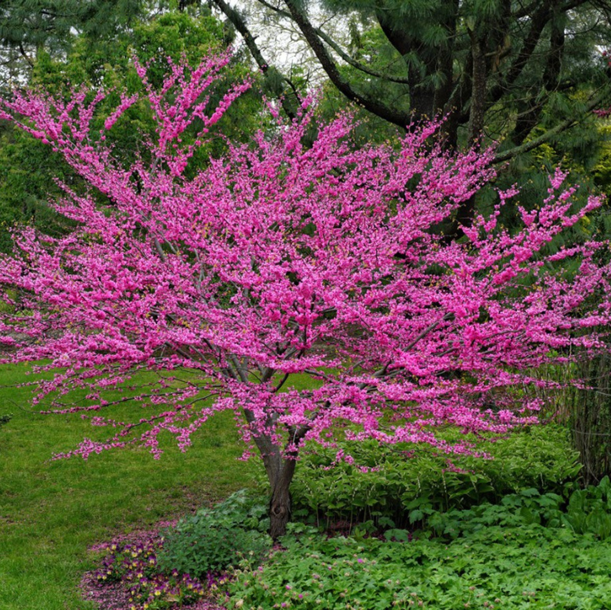 Redbud