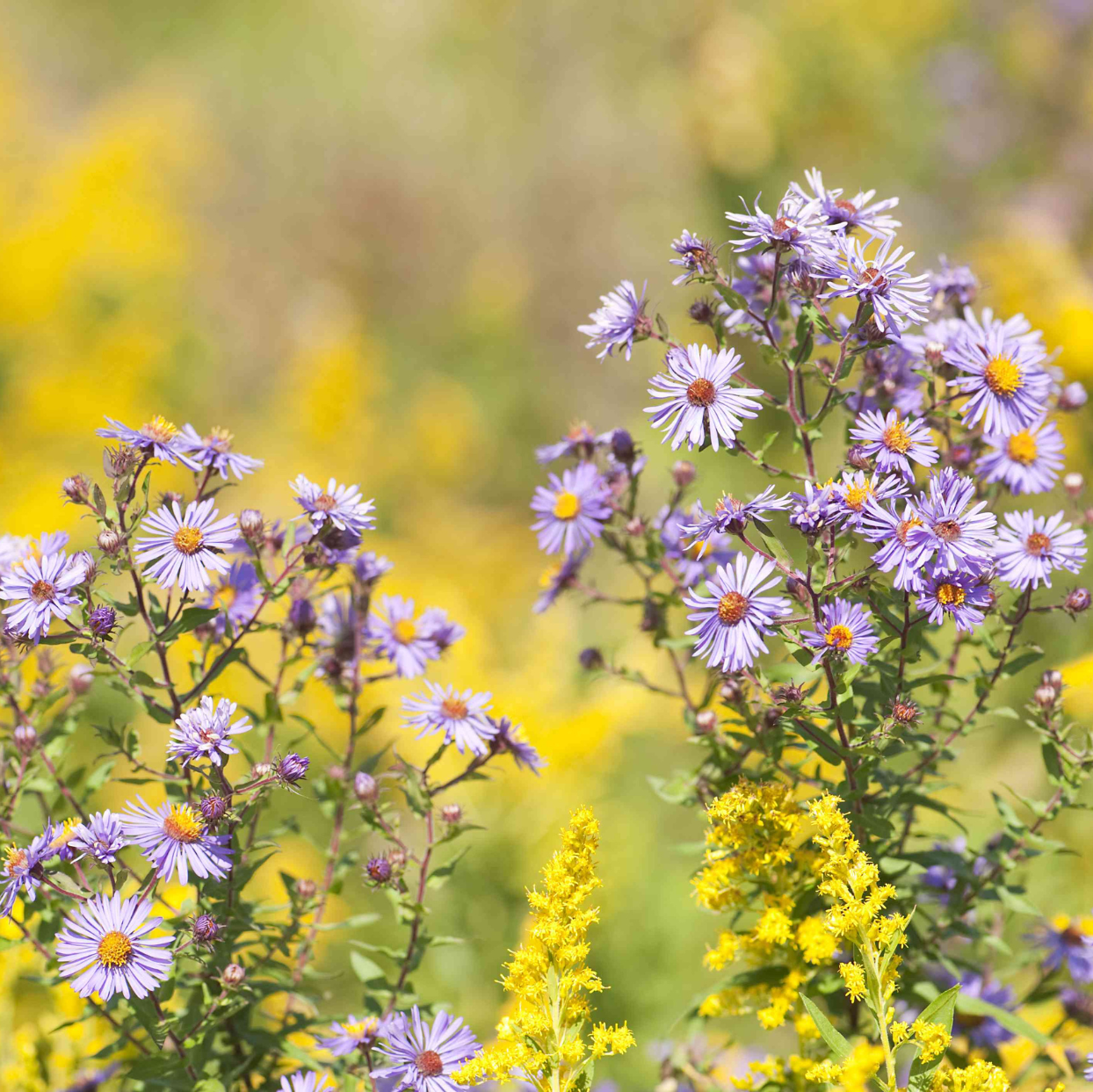 Asters