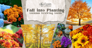 Fall Into Planting: Why Autumn is the Best Time to Grow