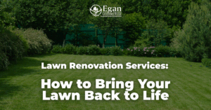 Lawn Renovation Services: How to Bring Your Lawn Back to Life