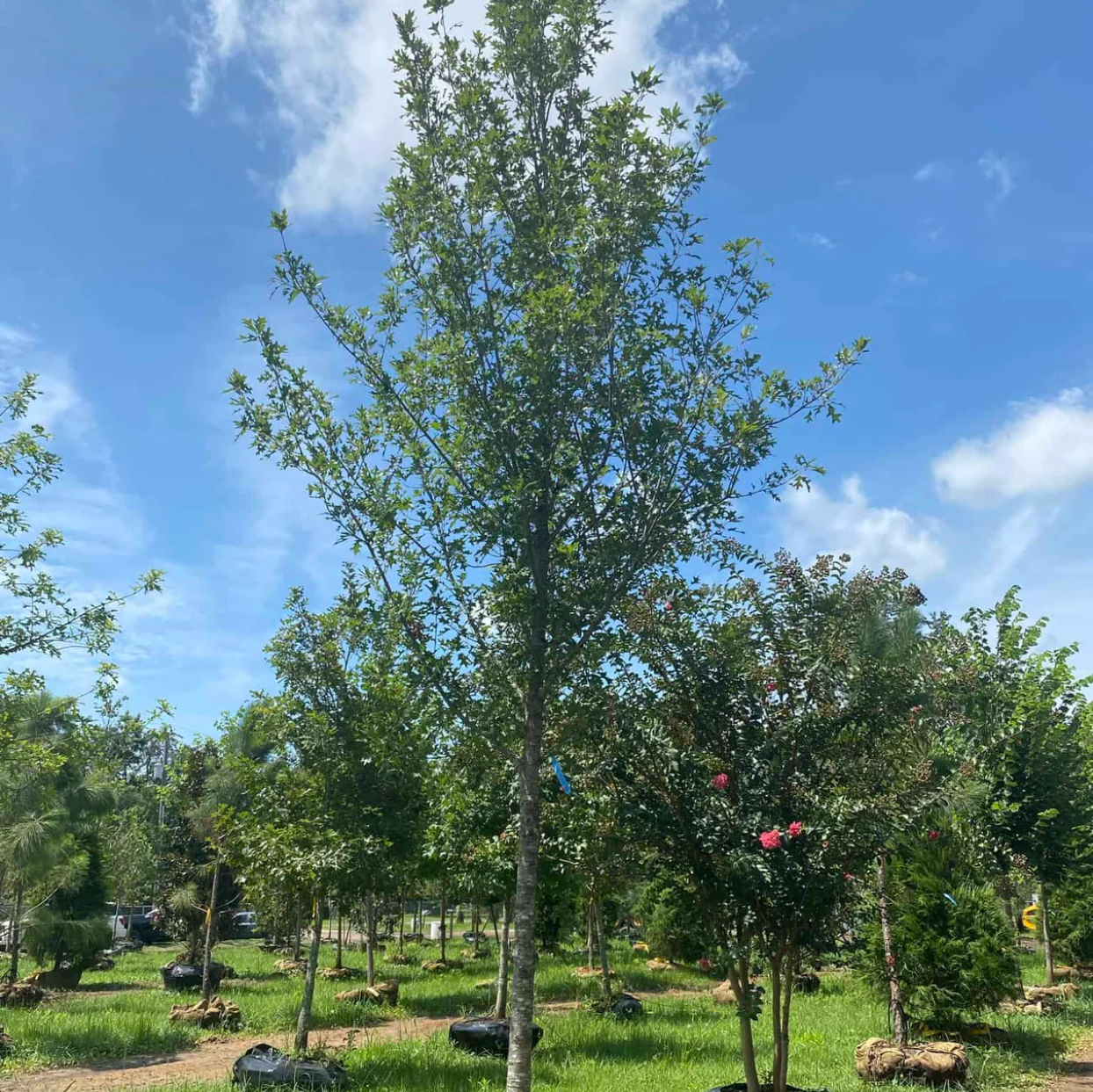 Shumard Oak