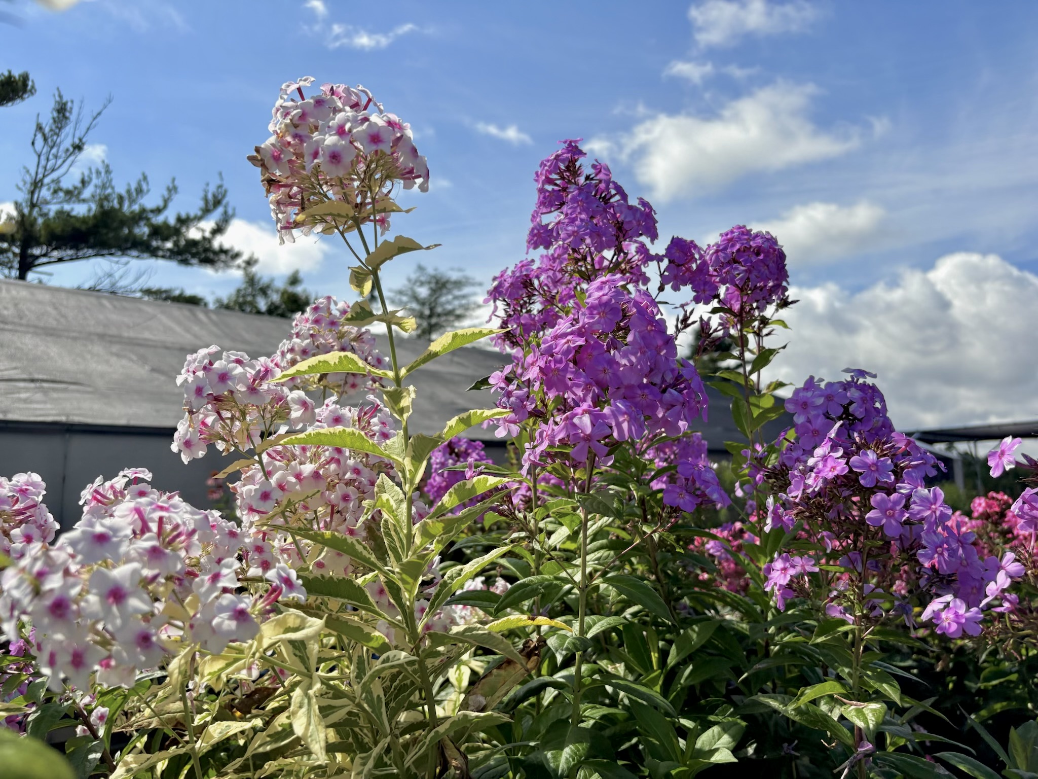 Garden Phlox