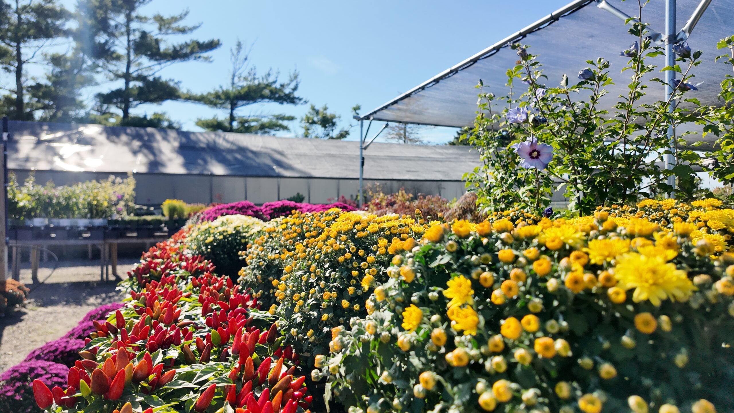 Fall in a Pot: Beautiful Container Plant Ideas for the Season
