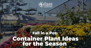 Fall in a Pot: Container Plant Ideas for the Season