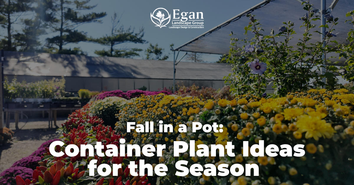 Fall in a Pot: Container Plant Ideas for the Season