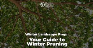 What is Winter Pruning?