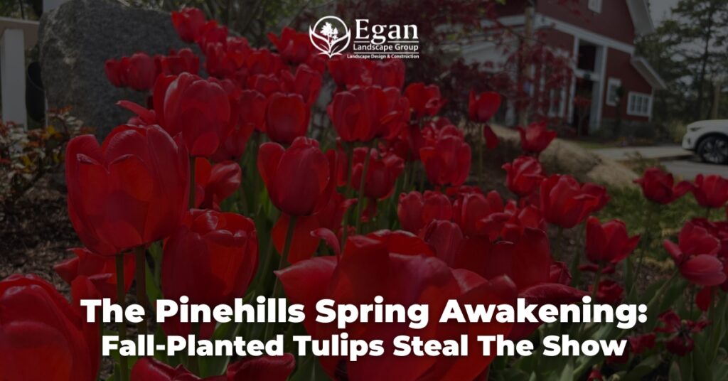 The Pinehills Spring Awakening: Fall-Planted Tulips Steal the Show