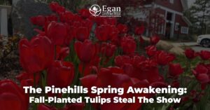 The Pinehills Spring Awakening: Fall-Planted Tulips Steal the Show