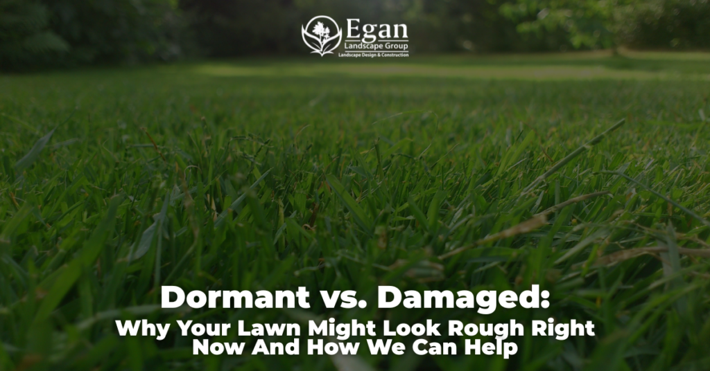Dormant vs. Damaged: Why Your Lawn Might Look Rough Right Now And How We Can Help