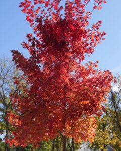 Autumn Blaze Maple