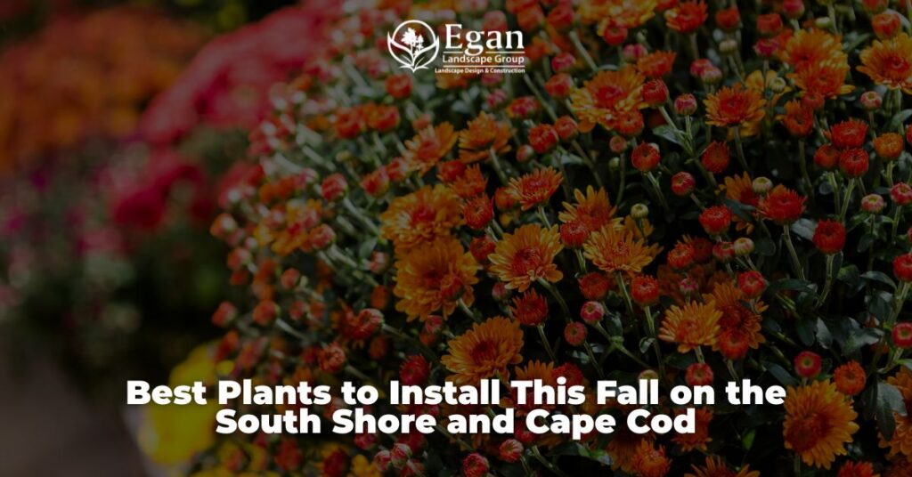 Best Plants to Install This Fall on the South Shore and Cape Cod