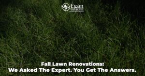 Fall Lawn Renovations: We Asked The Expert. You Get The Answers.