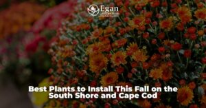 Best Plants to Install This Fall on the South Shore and Cape Cod
