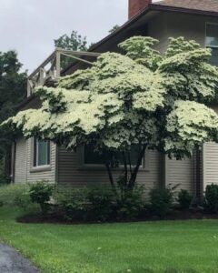 Kousa Dogwood