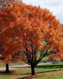 October Glory Red Maple