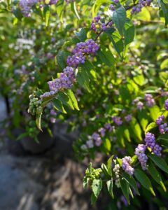 Purple Pride Beautyberry