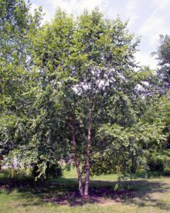 River Birch Heritage