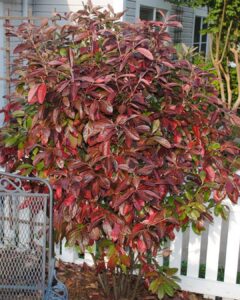 Viburnum Winterthur