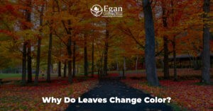 Why Do Leaves Change Color?