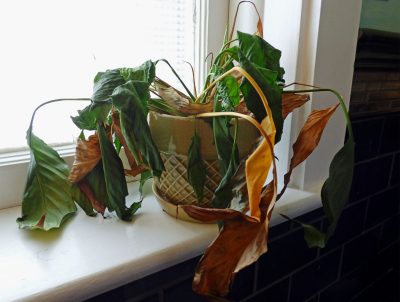 35tsGgXovoN3Xc8zYau34B